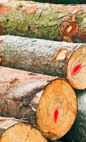 Waldbewirtschaftung - Zusätzliche Leistungen